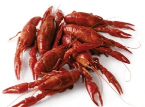 crawfish